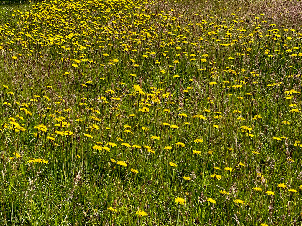 Hawkbit by lifeat60degrees