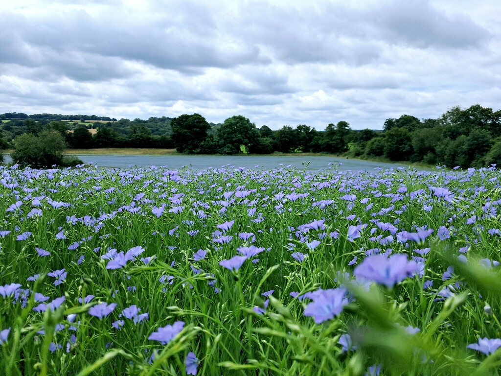 Sea of blue by jackspix