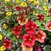 Hanging Basket by phil_sandford