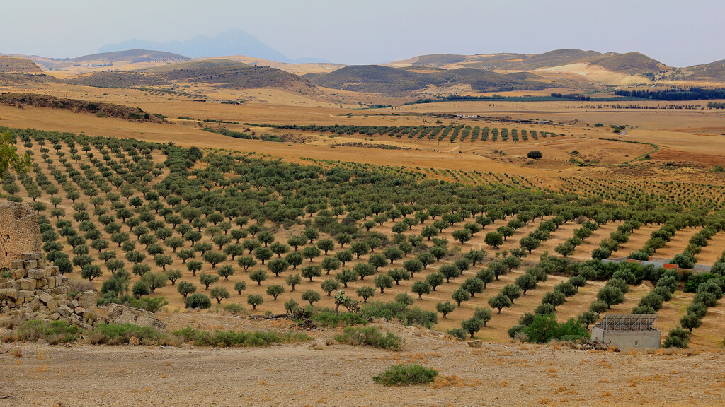 Olive trees in an arid landscape.. by neil_ge