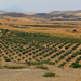 Olive trees in an arid landscape.. by neil_ge