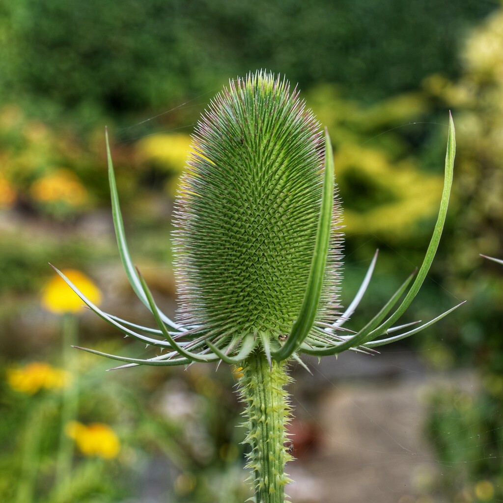 Fuller’s Teasel…….. I believe! by billdavidson