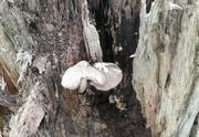 13th Jul 2024 - fungi