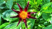 13th Jul 2024 - Dahlia 