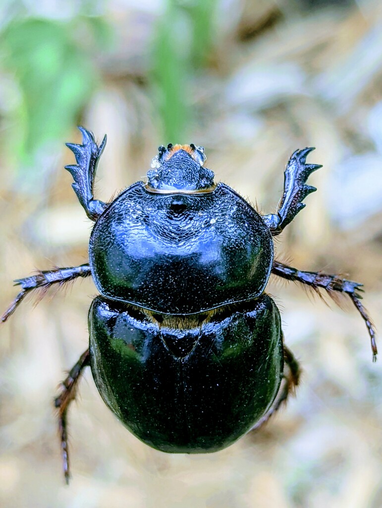 Female Rhino Beetle  by photohoot