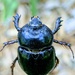 Female Rhino Beetle  by photohoot