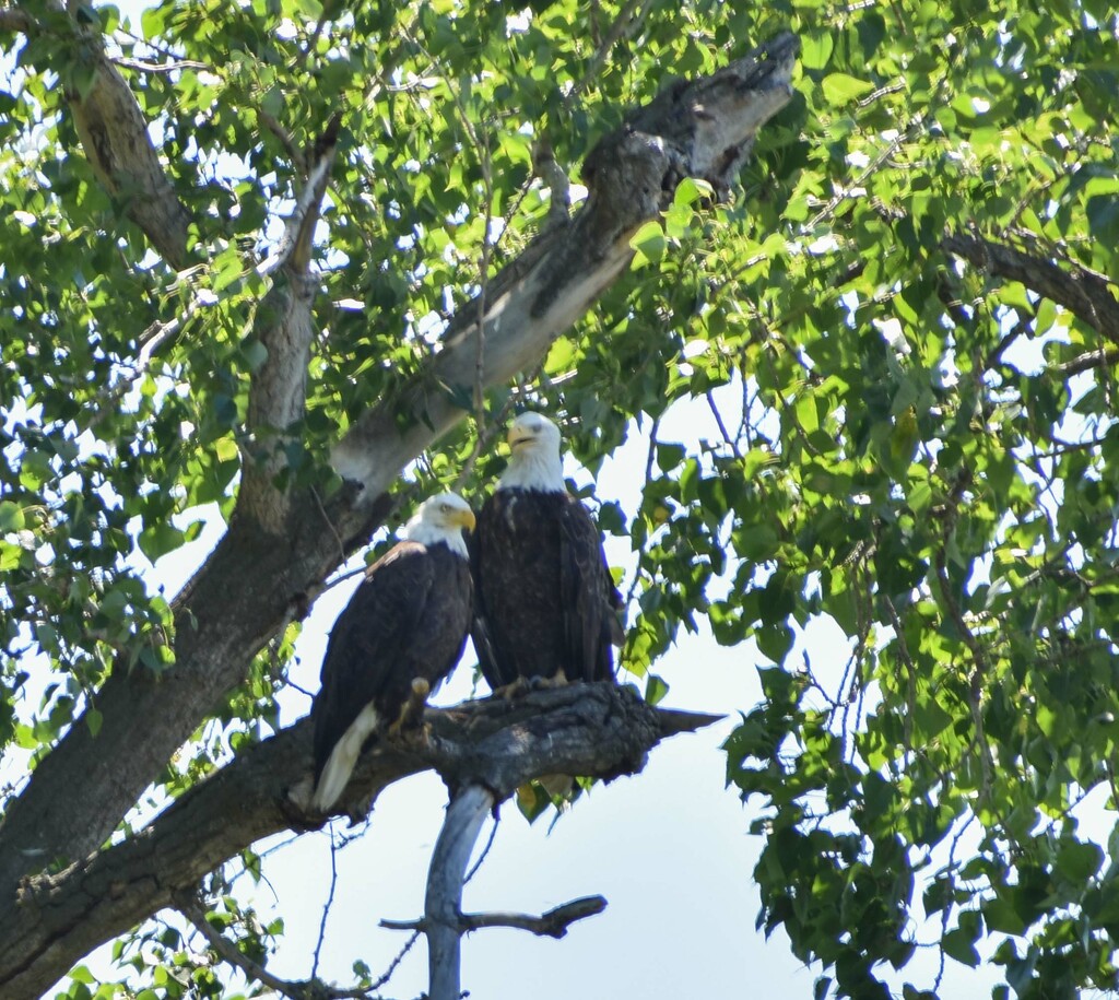 Bald Eagle Couple by bjywamer