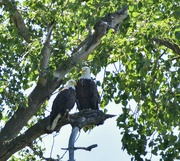 13th Jul 2024 - Bald Eagle Couple