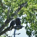 Bald Eagle Couple by bjywamer