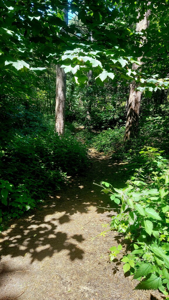 Woodland pathway by antmcg69