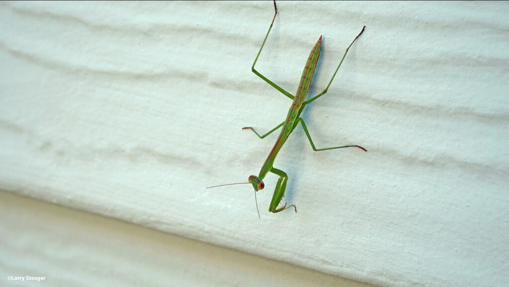 Praying Mantis by larrysphotos