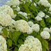 Hydrangeas outside the restaurant by joansmor