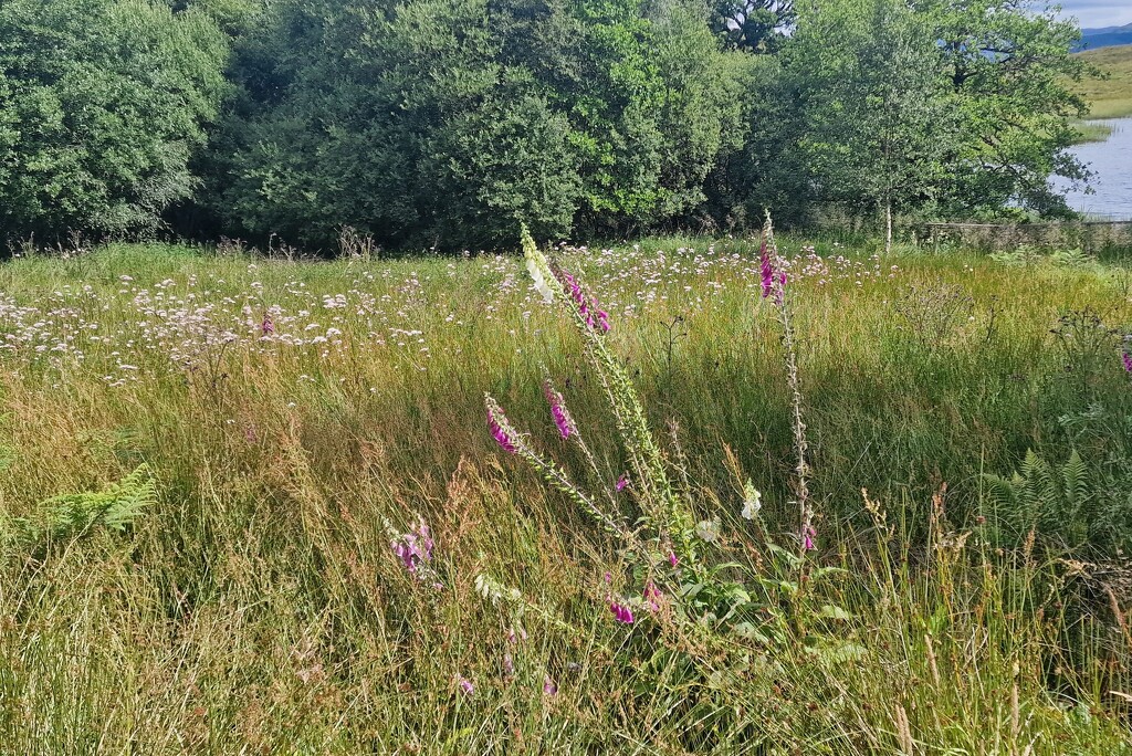 foxgloves by christophercox