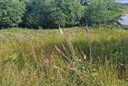 13th Jul 2024 - foxgloves