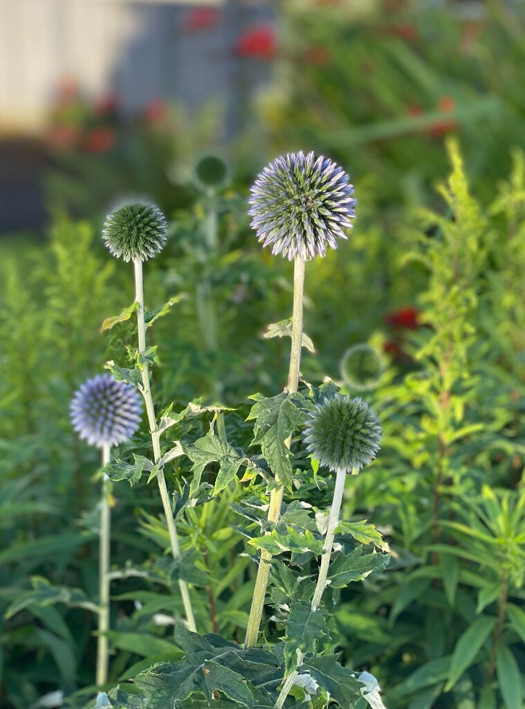 Thistle  by alison59