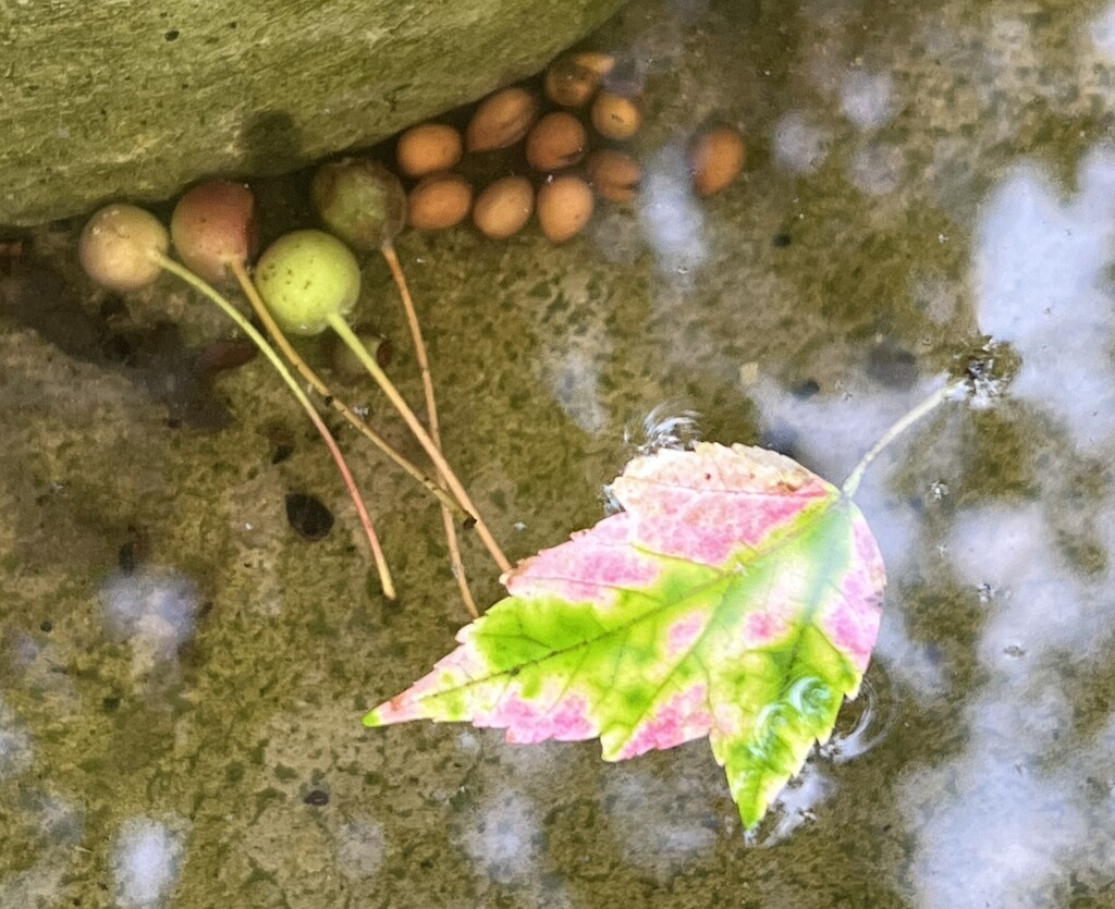 A leaf’s lazy river by sjgiesman