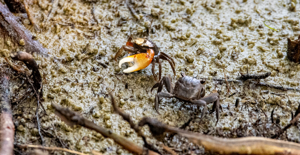 The Fiddler Crabs Were Out This Morning! by rickster549