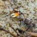 The Fiddler Crabs Were Out This Morning! by rickster549