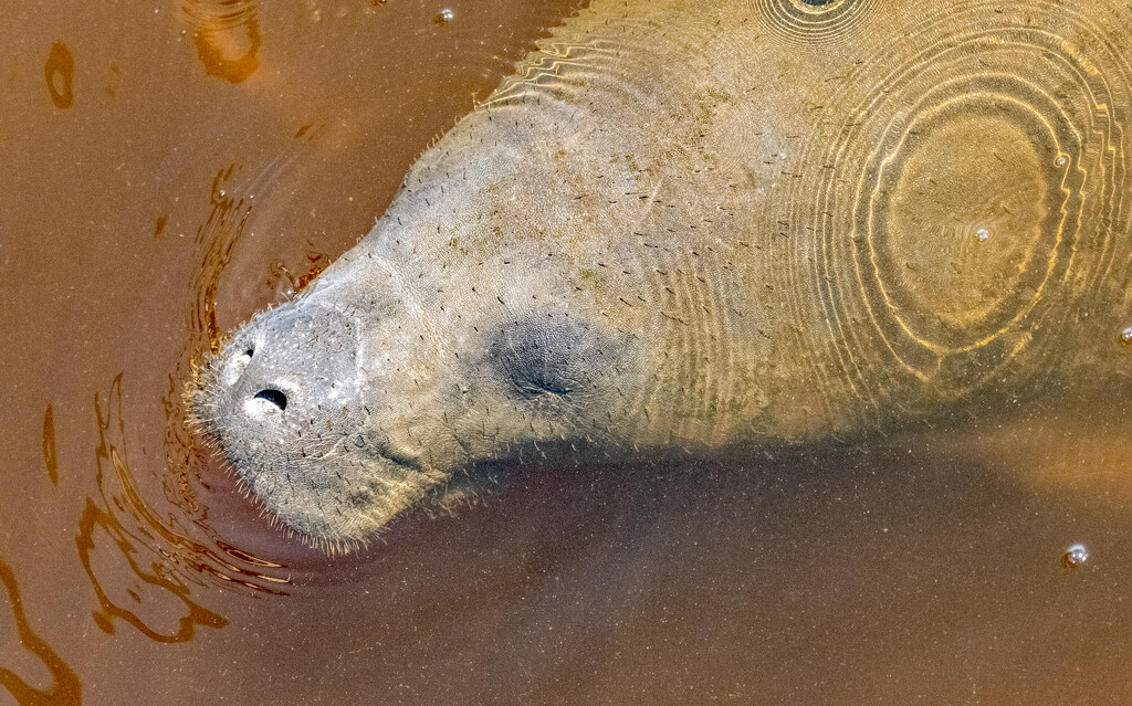 A Manatee Came Up By the Pier! by rickster549