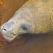 A Manatee Came Up By the Pier! by rickster549