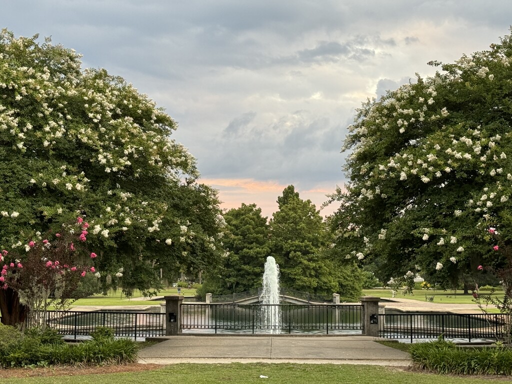 Hampton Park crepe myrtles in bloom by congaree