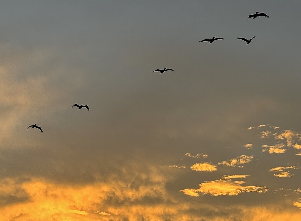 Sunset pelicans by congaree