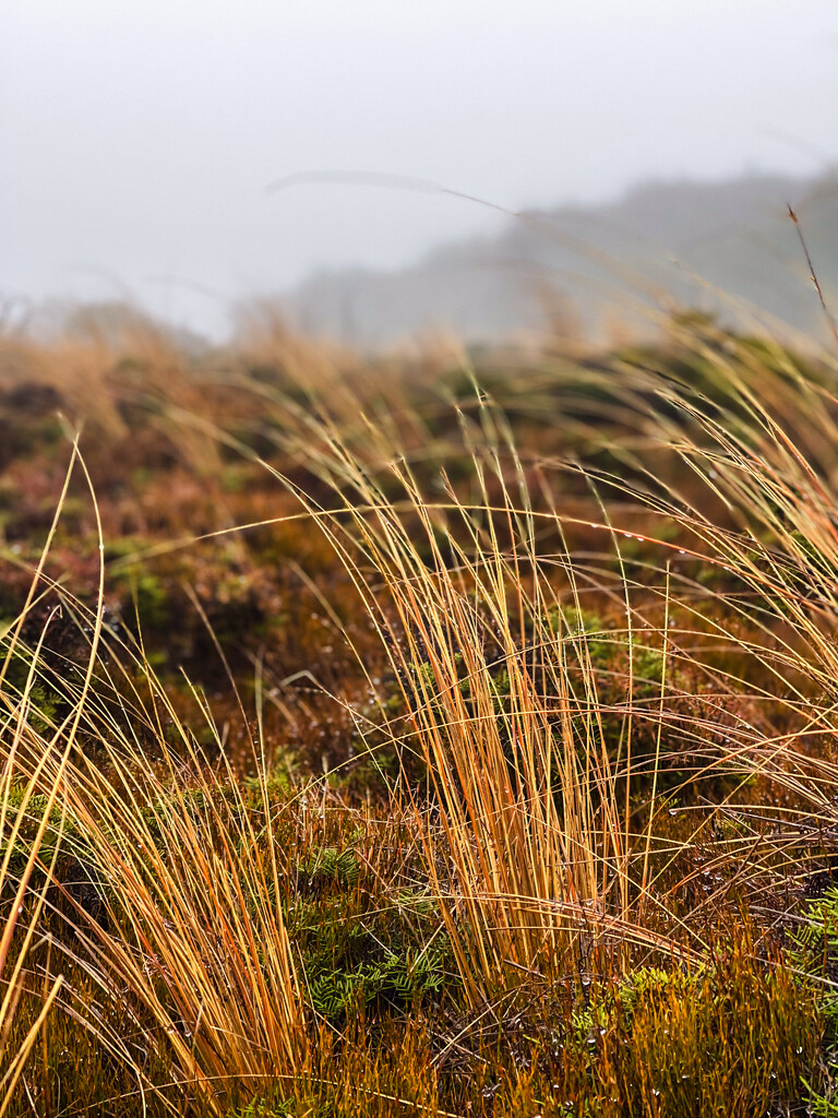 Tussock by christinav