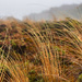 Tussock by christinav