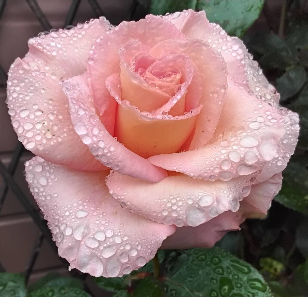 Rain kissed peach rose. by grace55