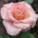 Rain kissed peach rose. by grace55