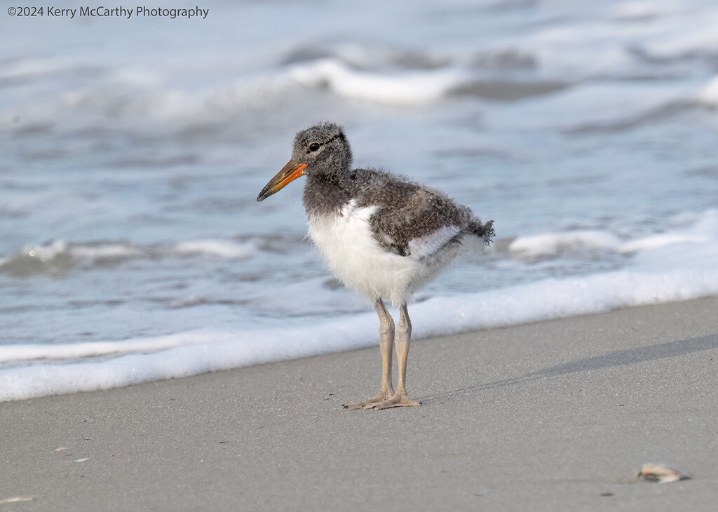 Baby Oystercatcher  by mccarth1