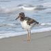 Baby Oystercatcher  by mccarth1