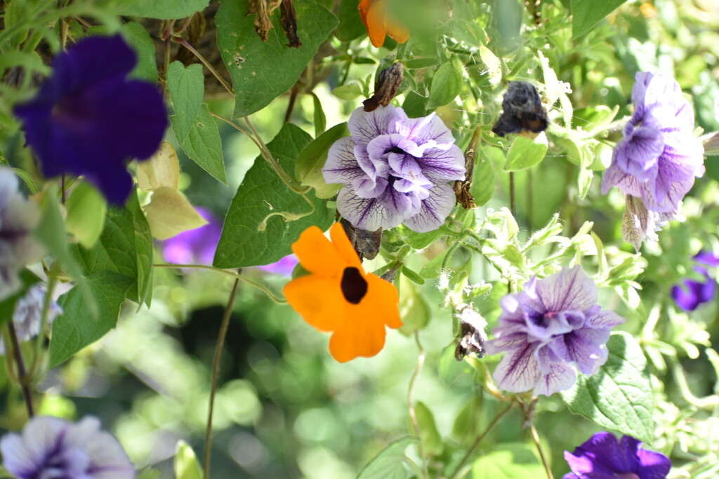 Hanging Basket Assortment  by bjywamer