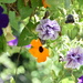 Hanging Basket Assortment  by bjywamer