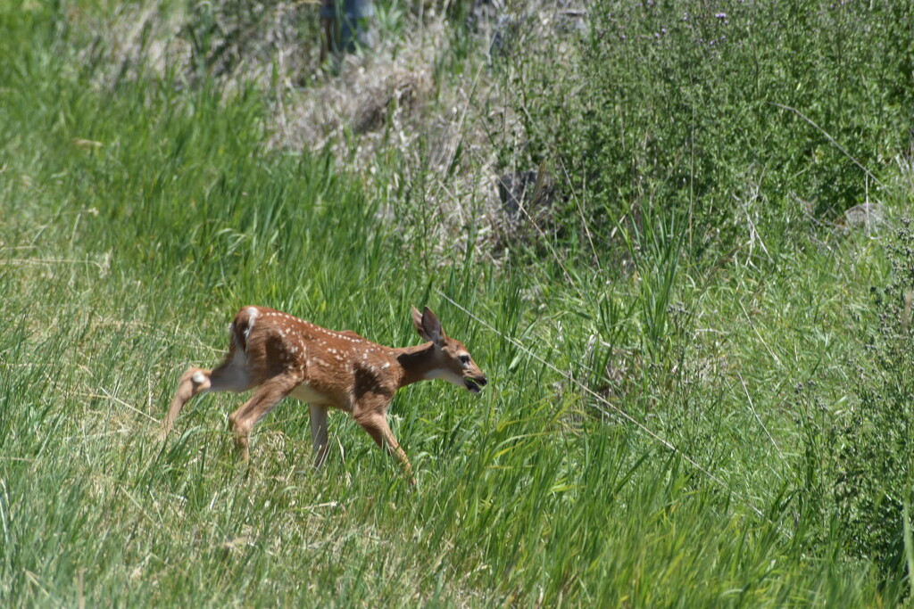 The Other Fawn... by bjywamer