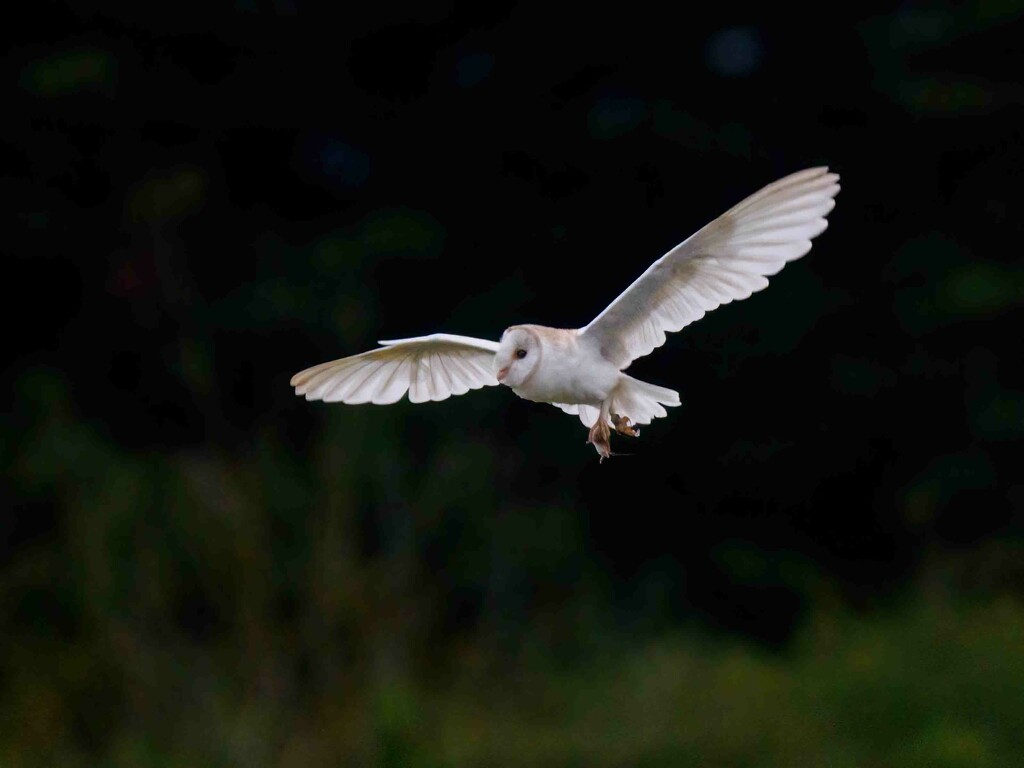 Barn Owl Male with food. by padlock