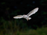 13th Jul 2024 - Barn Owl Male with food.