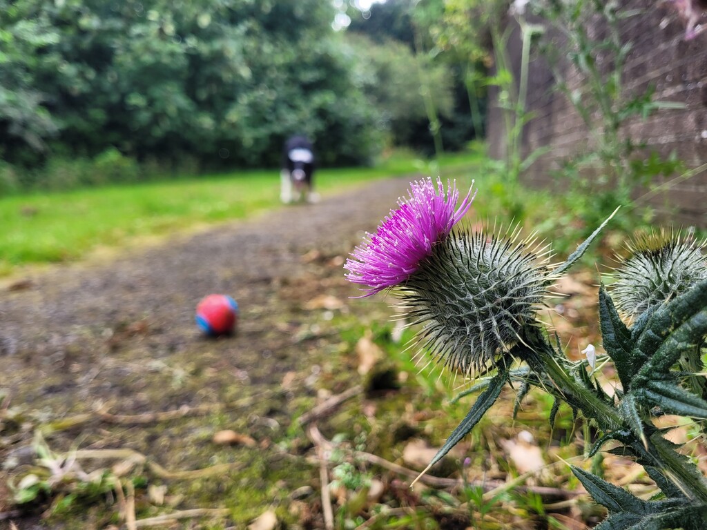 A thistle ... and a lurker by clearday