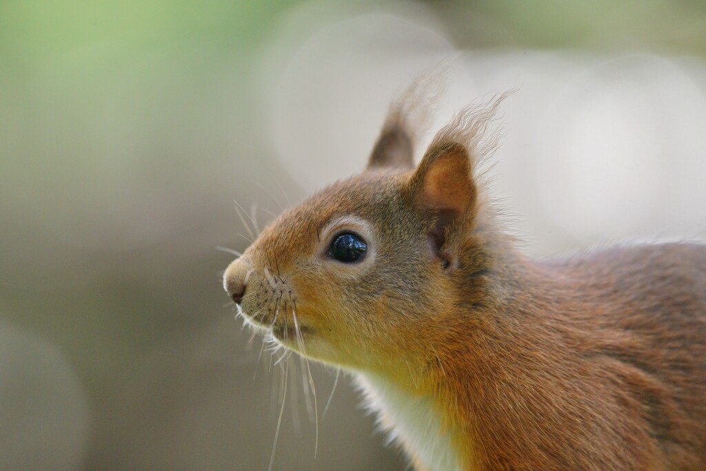 TUFTY BY NAME, TUFTY BY NATURE  by markp