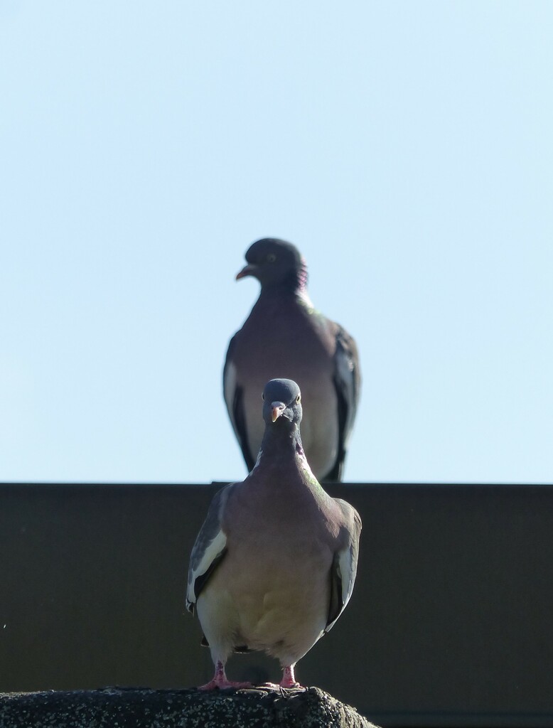 Waiting in line  by jokristina