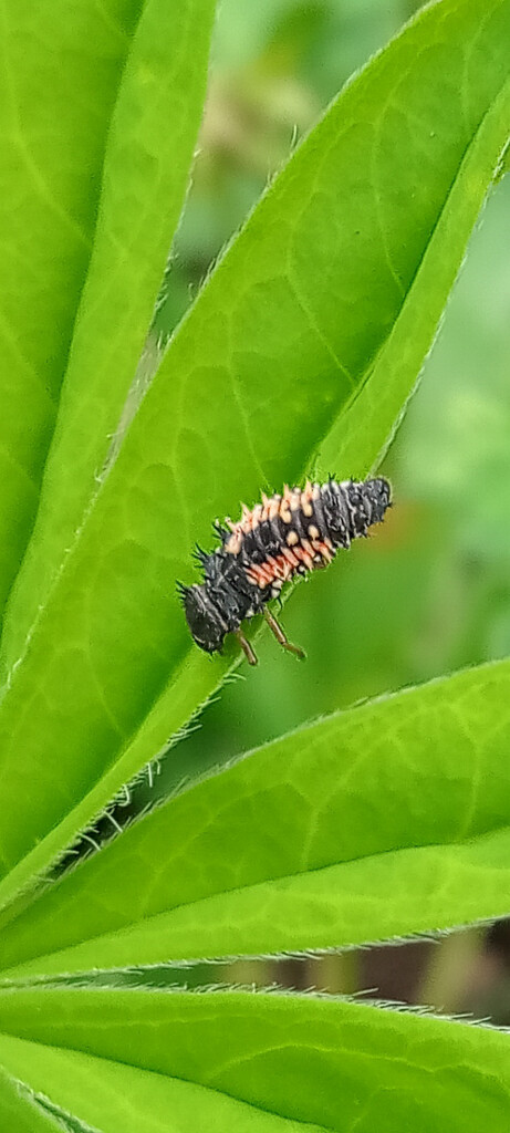 Asian Lady Bug Beetle (Allegedly;) by 365projectorgjoworboys