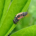 Asian Lady Bug Beetle (Allegedly;) by 365projectorgjoworboys