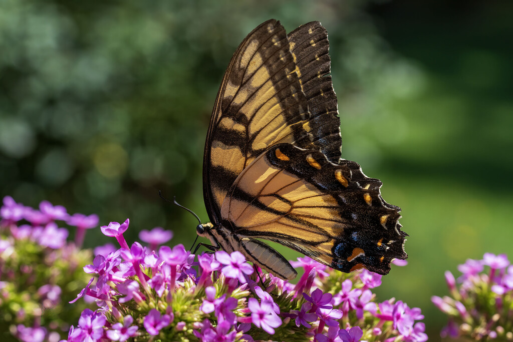 On Top of the Phlox by kvphoto