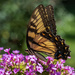 On Top of the Phlox by kvphoto