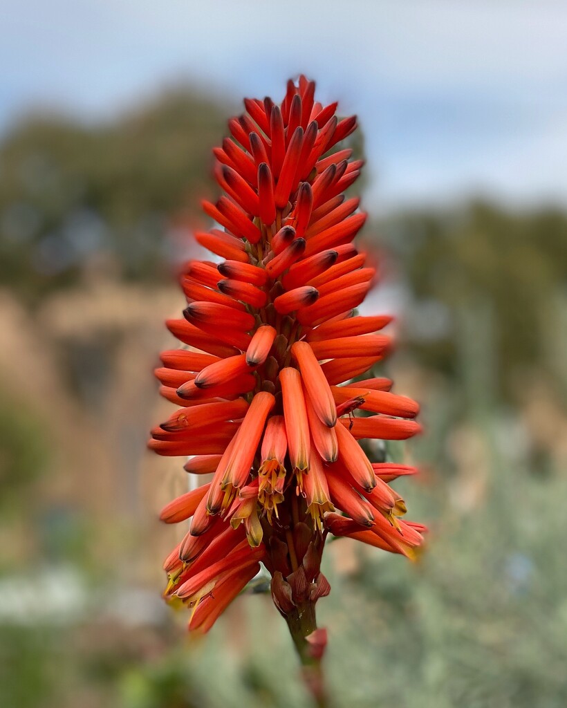 A South African beauty.  by johnfalconer