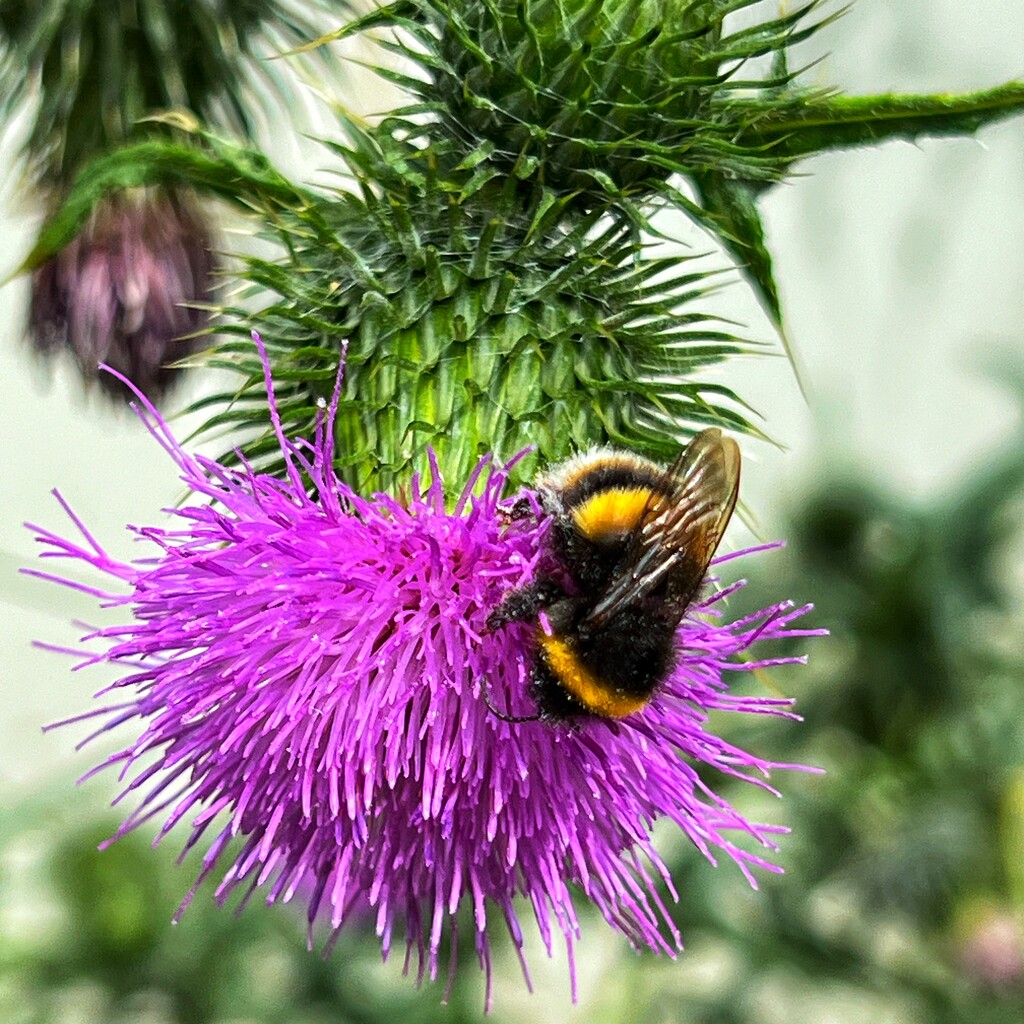 Buff-tailed Bumble Bee by mattjcuk