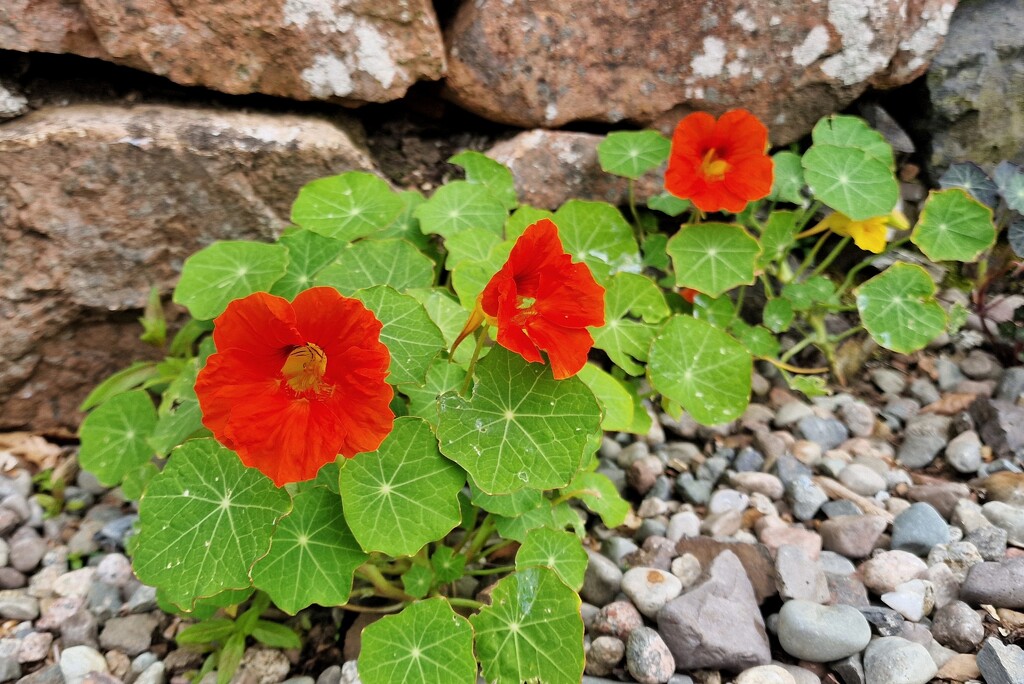 nasturtiums  by christophercox