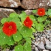 nasturtiums  by christophercox