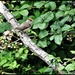 Female blackcap  by rosiekind