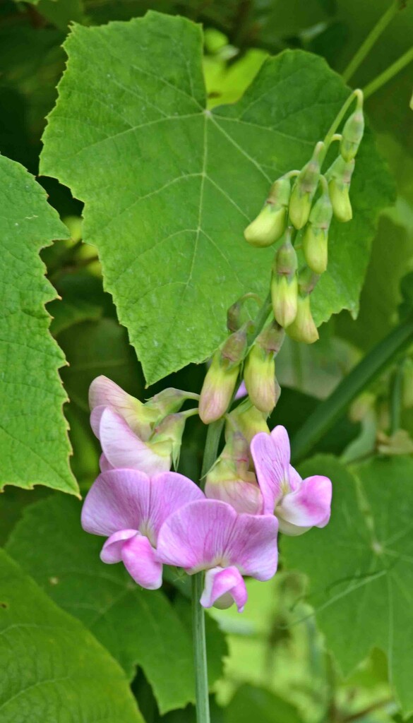 Everlasing Sweet Peas by arkensiel